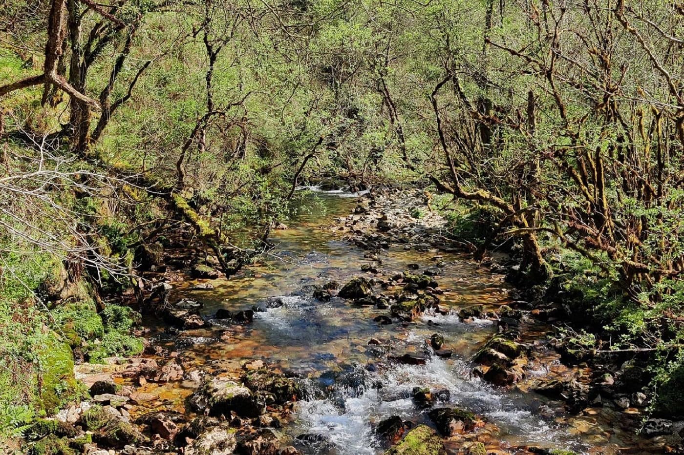 Ruta del Río Purón