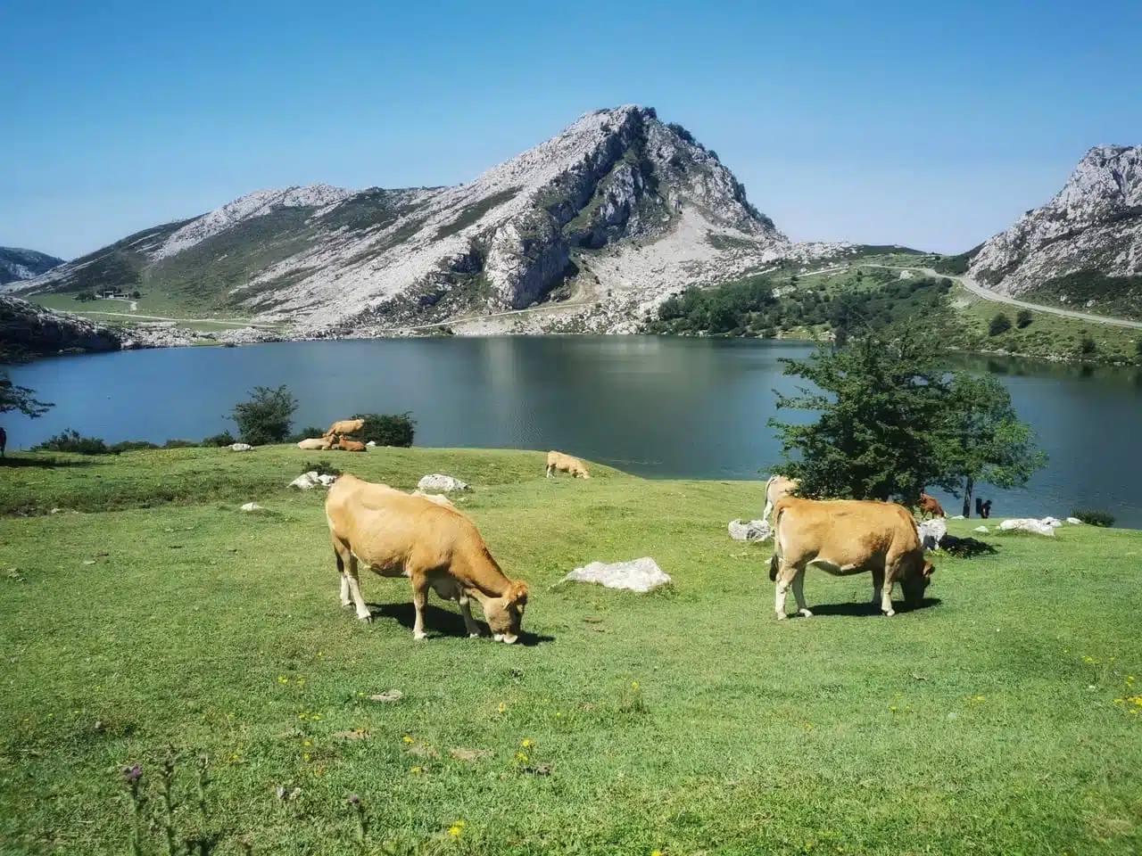 Imagen del lago enol en los Lagos de Covadonga