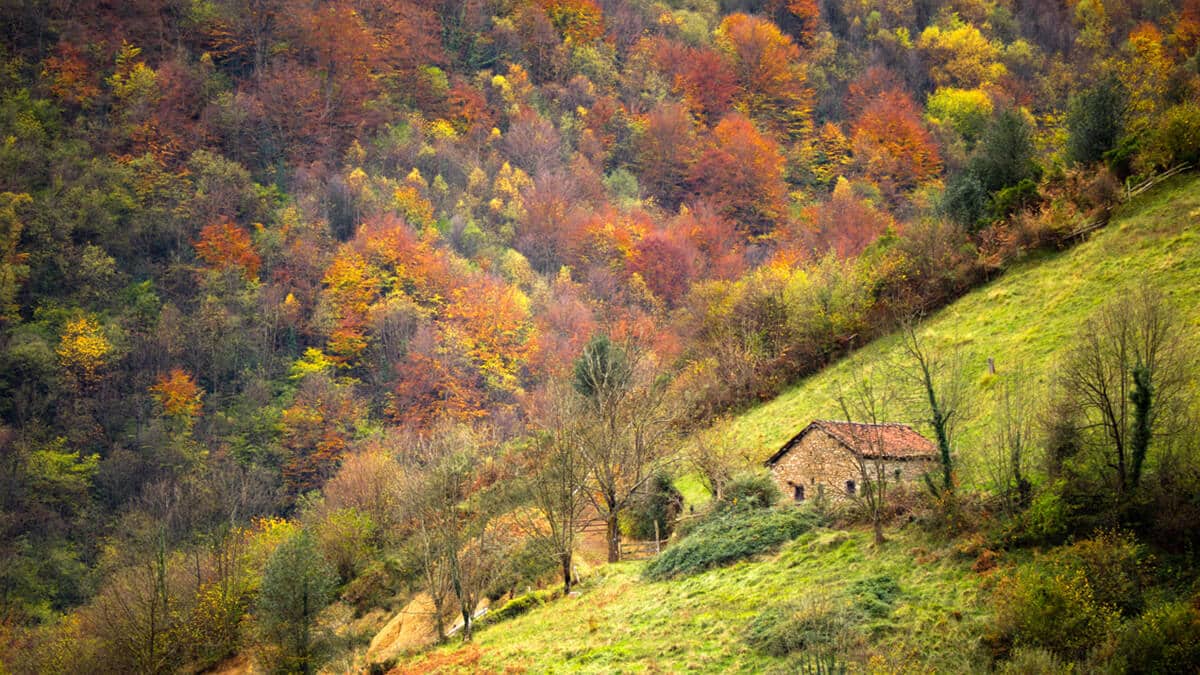 Imagen de los boques que se pueden observar en el otoño en llanes.