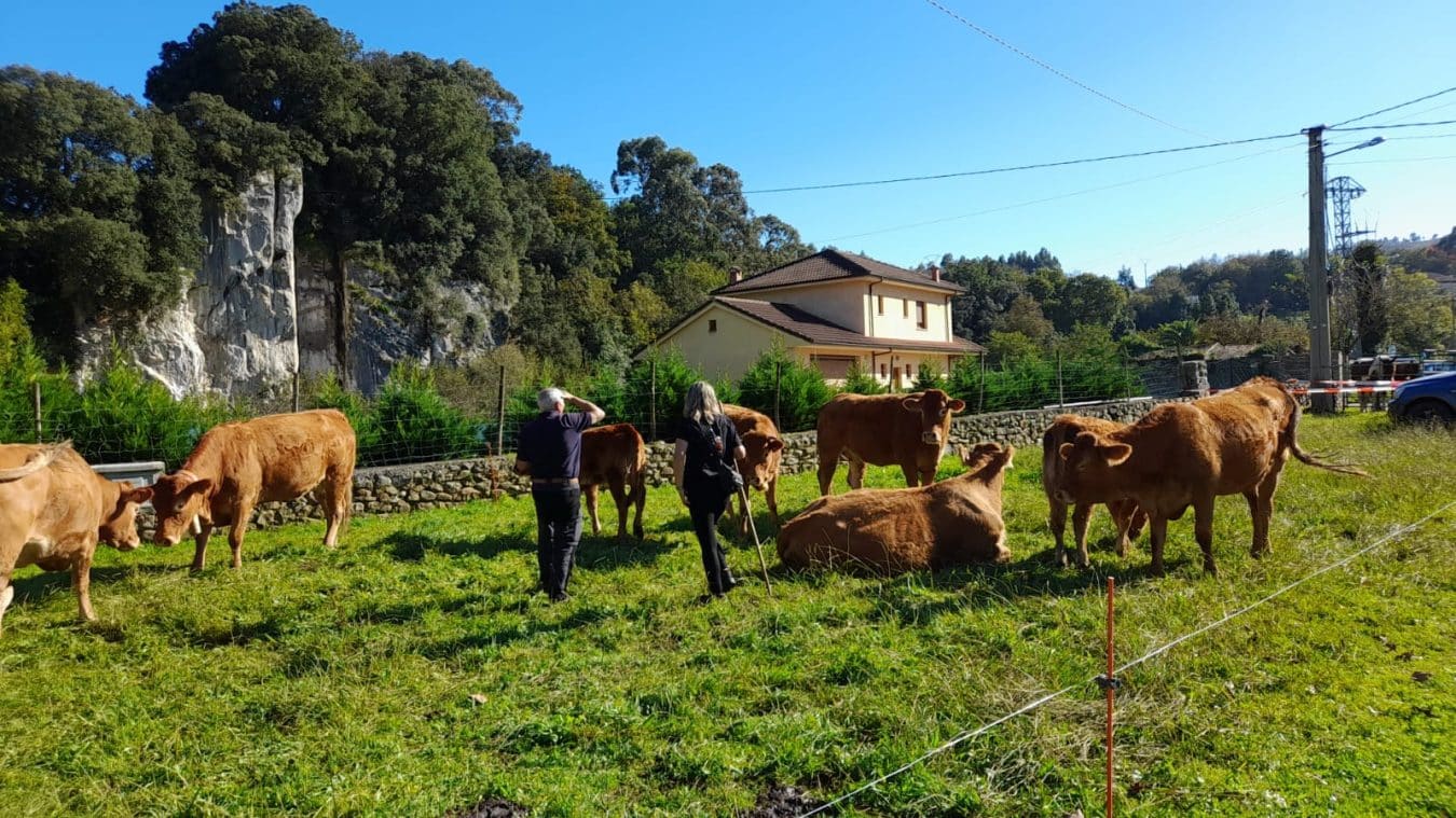Feria Ganadera de San Martín en Nueva de Llanes