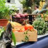 XLI Certamen de la Huerta