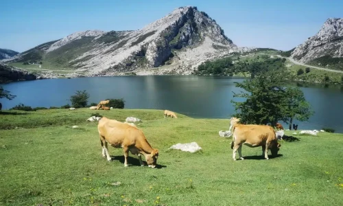 Imagen del lago enol en los Lagos de Covadonga