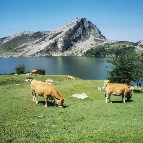 Imagen del lago enol en los Lagos de Covadonga