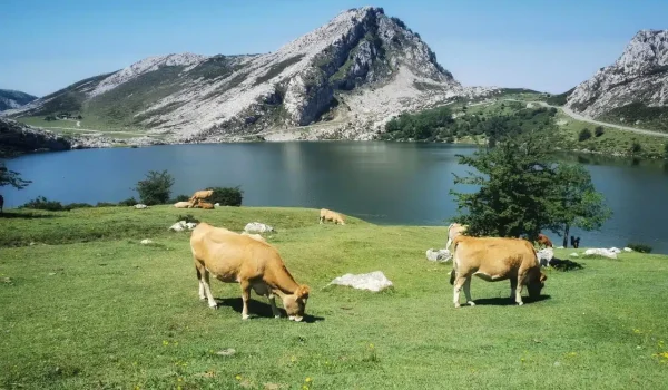 Imagen del lago enol en los Lagos de Covadonga