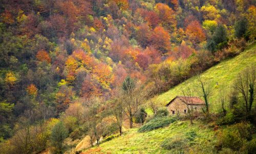 Imagen de los boques que se pueden observar en el otoño en llanes.