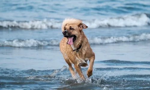 viajar con perro a llanes