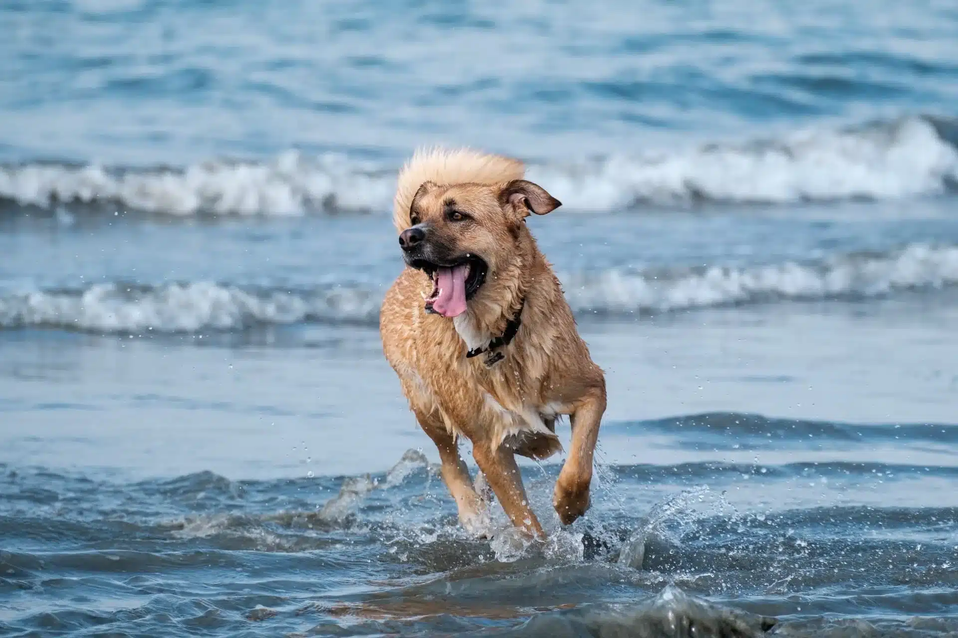 viajar con perro a llanes